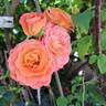 Vulcano ® rose photo