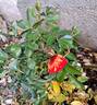 Starlet Rose Carmen rose photo