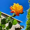 Joseph's Coat rose photo