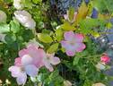 Rush ® rose photo