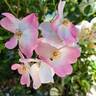 Rush ® rose photo