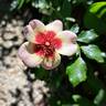 See You in Red ® rose photo