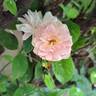 Mortimer Sackler rose photo