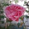 Leonardo da Vinci rose photo