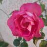 Bornéo Odore ® rose photo