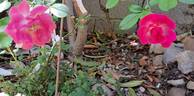 Pink Emely ® rose photo