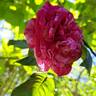 Crazy Fashion ® rose photo