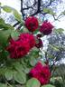 Tess of the d'Urbervilles rose photo