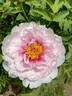 Simkins' Best Pink peony photo