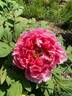 Treasure Mountain peony photo