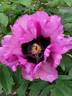 Guang Hui Li Cheng 光輝歷程 peony photo