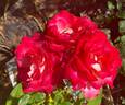 Gardens of the World rose photo