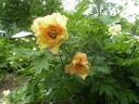 Antigone peony photo