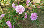 R. cinnamomea plena rose photo