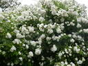 Guirlande d'Amour rose photo