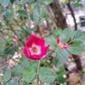 Friendly rose photo