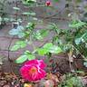 Pink Emely ® rose photo