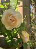 J.P. Connell rose photo