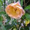 LandLust rose photo