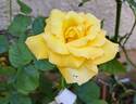 Sophia Renaissance rose photo