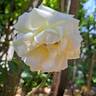 Jeanne Coeur ® rose photo