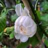 Claire Austin rose photo