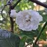 Swany ® rose photo