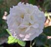 La Sauvagine Terre et Passion rose photo
