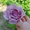 Sweetness ™ rose photo
