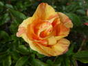 Lollipop rose photo
