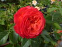 Vulcano ® rose photo