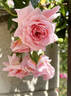 Mel's Heritage rose photo