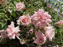 Mel's Heritage rose photo