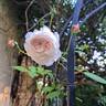 The Albrighton Rambler rose photo