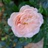 Joie de Vivre rose photo
