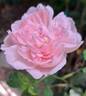 Eglantyne Jebb rose photo