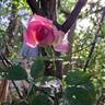 Altamoda rose photo