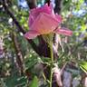 Altamoda rose photo