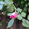 Renée van Wegberg ™ rose photo