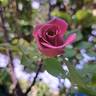Madame de Maintenon rose photo