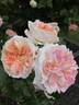 Peggy M rose photo