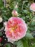 Peggy M rose photo