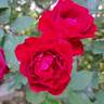 Hameau Duboeuf rose photo