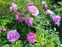 Métis rose photo
