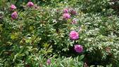 Métis rose photo