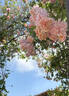 Mel's Heritage rose photo
