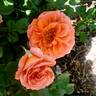 Adobe Sunrise™ rose photo