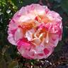Maurice Utrillo ™ rose photo