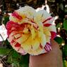 Maurice Utrillo ™ rose photo