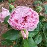 Scentuous ™ rose photo